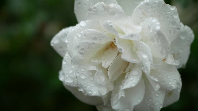 Detail of white rose blossom covered in water drops after rain