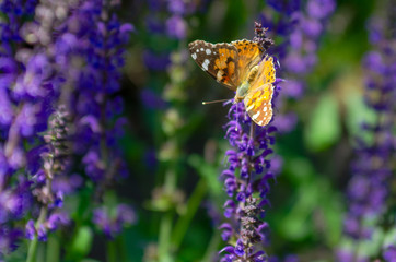 Summer butterfly alights on a flower drinking nectar from it.