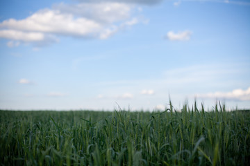 field of rye and blue sky with white clouds