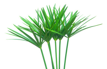 Umbrella plant, Papyrus, Cyperus alternifolius L. Isolated on white backgrund. with clipping path.