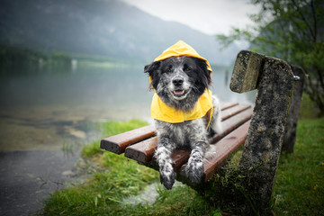 Dog with rain coat at the lake. Dog in the rain.