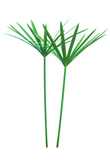 Umbrella plant, Papyrus, Cyperus alternifolius L. Isolated on white backgrund. with clipping path.