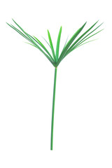Fototapeta na wymiar Umbrella plant, Papyrus, Cyperus alternifolius L. Isolated on white backgrund. with clipping path.