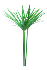 Umbrella plant, Papyrus, Cyperus alternifolius L. Isolated on white backgrund. with clipping path.