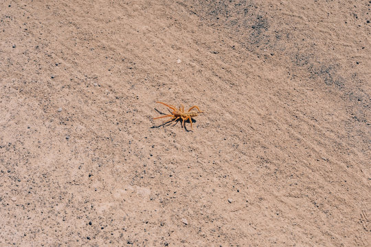 Yellow spider phalanx crawling on dry ground. Insect in nature. A large spider of light color.