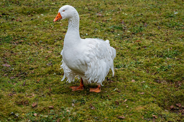 white goose with curly feathers in Germany called Ungarische Lockengans © AnneGM