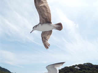 Japan Hyougo Kyotango Ine birds sea