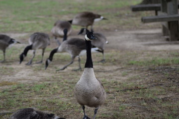 canadian goose