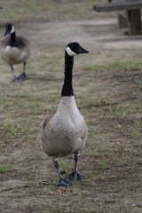 canadian goose