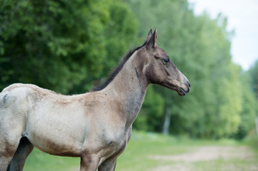 Fototapeta na wymiar portrait of purebred akhalteke foal against tree background