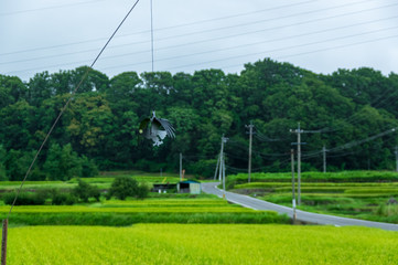 Obraz premium 真夏の雨