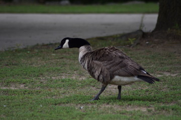 canadian goose