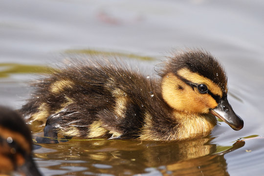 mallard duckling swimming