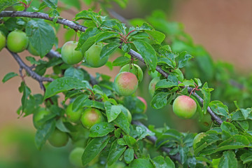 Plum trees on the Sipil mountain of Turkey / Izmir.