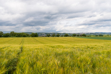 A field of ripening rye against a cloudy sky, on a spring day in western Germany.