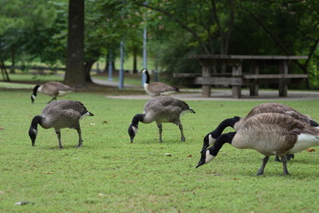 canadian goose