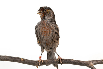 The House Finch