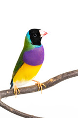 Gouldian finch Bird