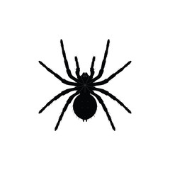 Black spider silhouette isolated on white