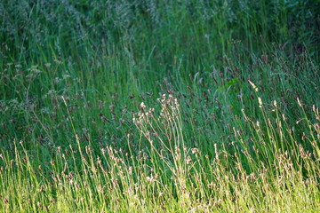 grass and wild flowers