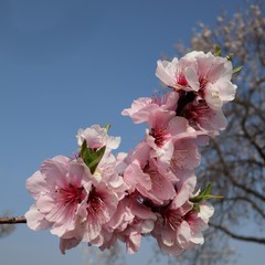 almond blossom 