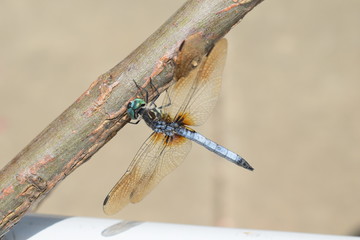 dragonfly on a branch