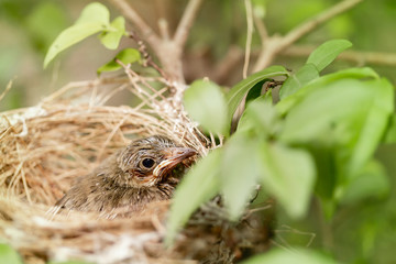 Close up one cute baby light brown bird is in the nest in the bush alone.