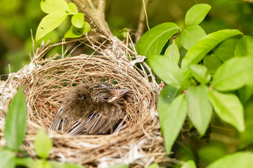 Close up one cute baby light brown bird is in the nest in the bush alone.
