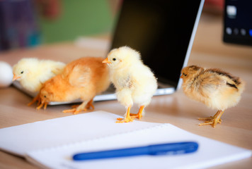 Lovely newborn yellow chicken on table with laptop computer, notebook and pen and other stationery. Pupils to school concept.