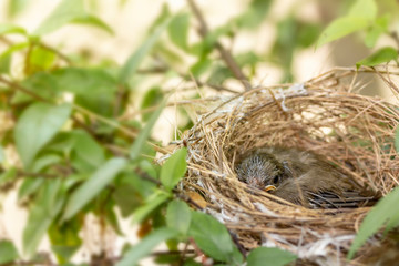 Close up one cute baby light brown bird is in the nest in the bush alone.