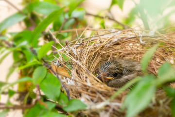 Close up one cute baby light brown bird is in the nest in the bush alone.