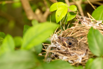 Close up one cute baby light brown bird is in the nest in the bush alone.
