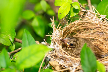 Close up one cute baby light brown bird is in the nest in the bush alone.