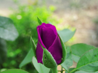 Violet Rose in the garden