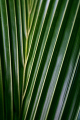 Coconut leaf, light and shadow, abstract