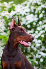 Doberman posing in a city park  puppy