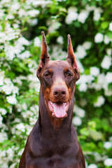Doberman posing in a city park  puppy