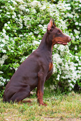 Doberman posing in a city park  puppy