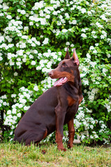 Doberman posing in a city park  puppy