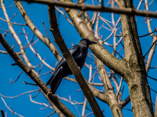 木の枝にとまるカラス