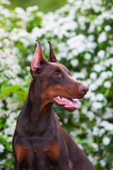 Doberman posing in a city park  puppy