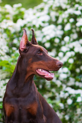 Doberman posing in a city park  puppy