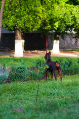 Doberman posing in a city park  puppy