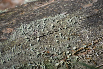 blue moss lichen plant on the background of green moss