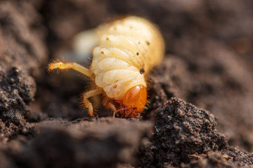 White beetle larva in the ground