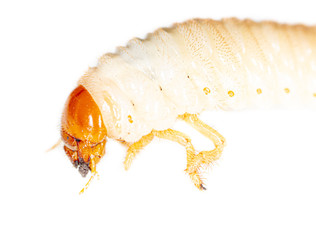 Lelome beetle on a white background
