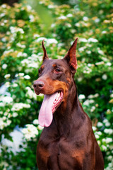 Doberman posing in a city park  puppy