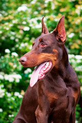 Doberman posing in a city park  puppy