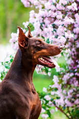 Doberman posing in a city park  puppy