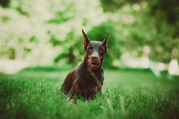 Doberman posing in a city park  puppy